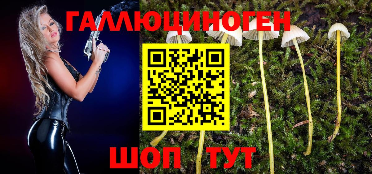Псилоцибиновые грибы GOLDEN TEACHER  купить наркотик  Чистополь  Псилоцибиновые грибы Cubensis  Вход с VPN 